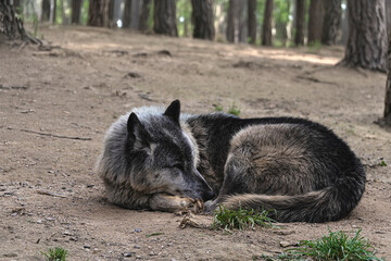 photograph of a wolf resting in nature