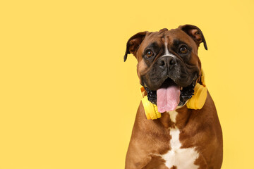 Boxer dog with headphones on yellow background, closeup