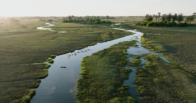 Aerial fly over.  Pod of Hippopotamus in a drying up river in the Okavango Delta. Red Lechwe on river bank. Drought. Climate change, Climate Emergency