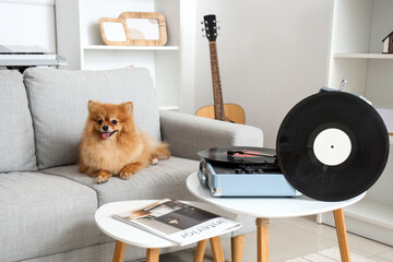 Cute Pomeranian dog on sofa with record player at home
