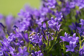Close up of bee collecting nectar in the campanula medium