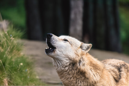 photograph of a wolf resting in nature