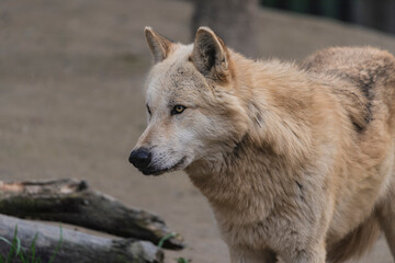 photograph of a wolf in nature