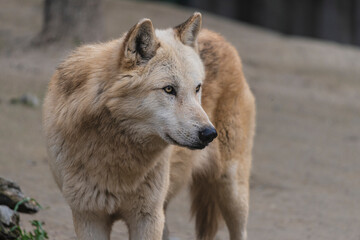 photograph of a wolf in nature