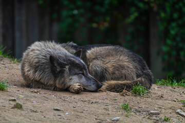 photograph of a wolf in nature
