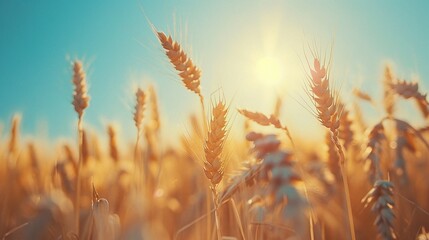 close up of wheat exposed to sunlight in a wheat field