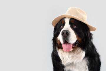 Cute Bernese mountain dog in summer hat on grey background