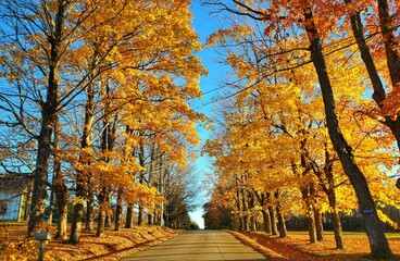 Fall tress 