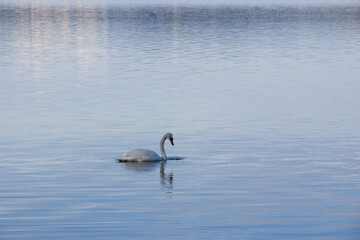 Weisser Schwan auf einem See