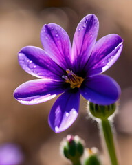Fototapeta premium Violet flower close up under sunlight.