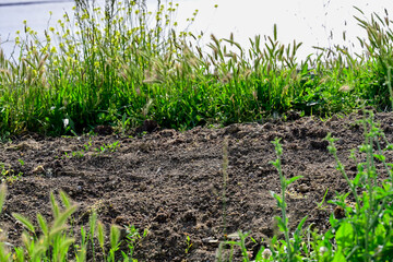 Freshly tilled soil with green vegetation surrounding it, showcasing preparation for planting and agricultural practices.
