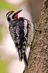 
Yellow-bellied Sapsucker perched on a tree trunk in the forest
