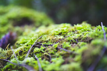 Extreme closeup of green moss on the forest floor