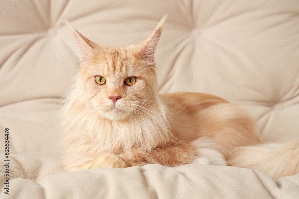 Sticker Cute beige Maine Coon cat lying on white sofa at home