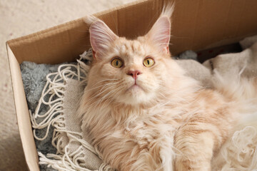 Cute beige Maine Coon cat lying in cardboard box at home