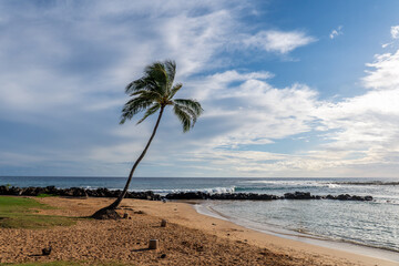 A coconut tree on a sandy beach leans over the shoreline towards the ocean, Poipu Beach, Kauai,...