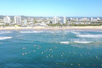 Fototapeta premium Maroochydore Cotton Tree