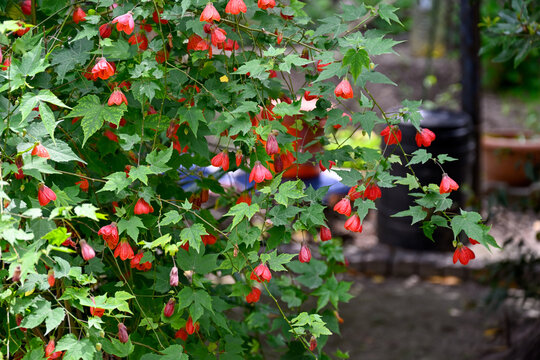 Abutilon plants displaying vibrant red and green foliage in a nursery, ideal for ornamental gardening and landscaping.

