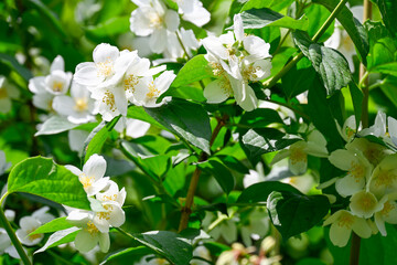 Close-up of white jasmine flowers in full bloom with lush green leaves, showcasing their delicate beauty and natural elegance.
