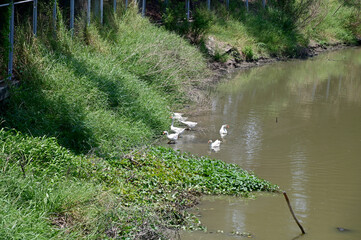 Closeup of White duck is bathing in the canal with natural background at Thailand.