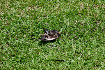 Closeup of A dead pigeon lay on the grass with natural background in Thailand.