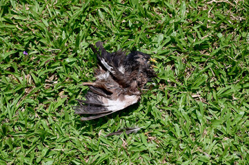 Obraz premium Closeup of A dead pigeon lay on the grass with natural background in Thailand.