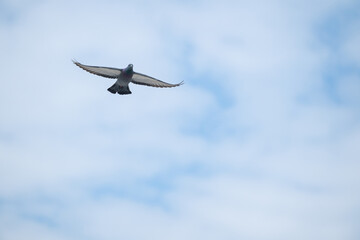 The bird that flies in the sky. Rock Dove, Columba livia.