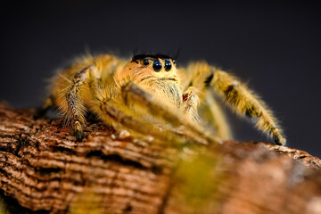 Hyllus diardi female jumping spider family Salticidae, jump spider. Hyllus diardi spiders, animal arachnid group of spiders that constitute the family jumping web spider.