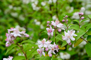 Close-up of delicate pink and white flowers in full bloom, set against a lush green background in a garden.
