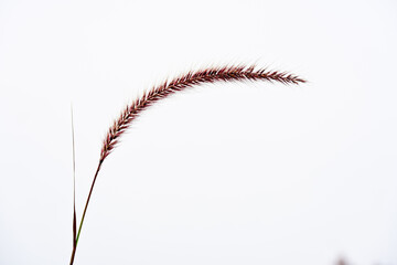 Close-up of a single red grass seed head arching gracefully against a clear sky, highlighting its...