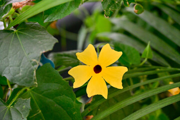 Close-up of a vibrant yellow Black-Eyed Susan vine flower with a dark center, set against lush green leaves, highlighting its striking beauty.
