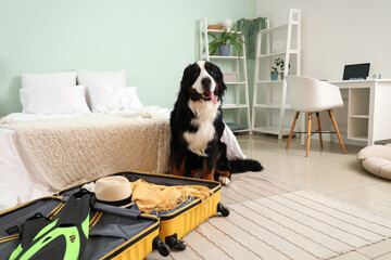 Cute Bernese mountain dog with open suitcase in bedroom