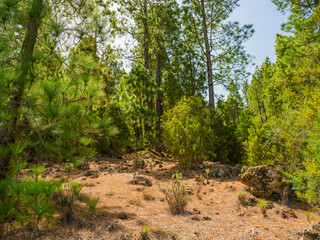 Fototapeta premium pine, green forest, lit by the golden sun, island of Tenerife against blue sky