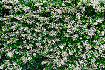 Close-up of delicate white flowers amidst green leaves, capturing the intricate beauty of nature and floral details.
