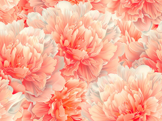 Soft focus wide banner, blurred rose color flower peony petals, close up macro nature background. Beautiful bloom backdrop. Pink white flowers top view, flowery wallpaper, pastel color floral pattern