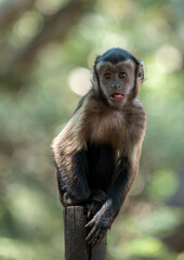japanese macaque sitting on a tree