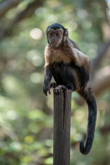 a long macaque