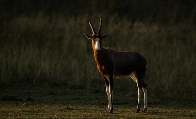 male impala antelope