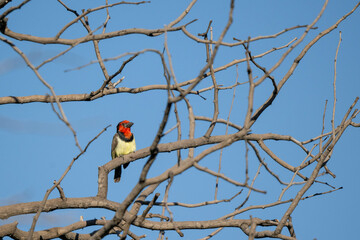 red headed woodpecker