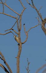 woodpecker on tree branches
