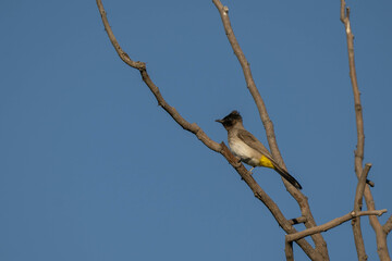 black capped kingfisher