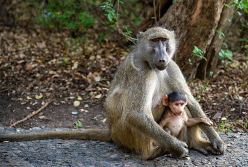 baboon sitting on the ground