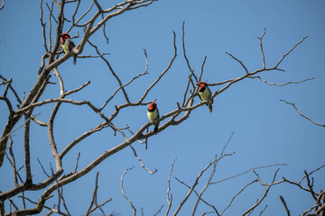 bird on a branch