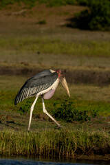 Stork walking