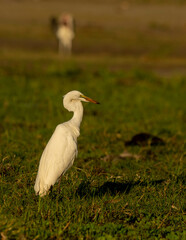 great white heron