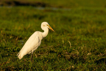 great white heron
