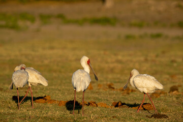 spoonbill in Africa