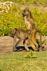 naughty baboons