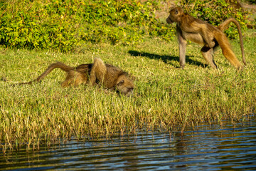 baboon drinking water