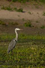 Fototapeta premium great blue heron